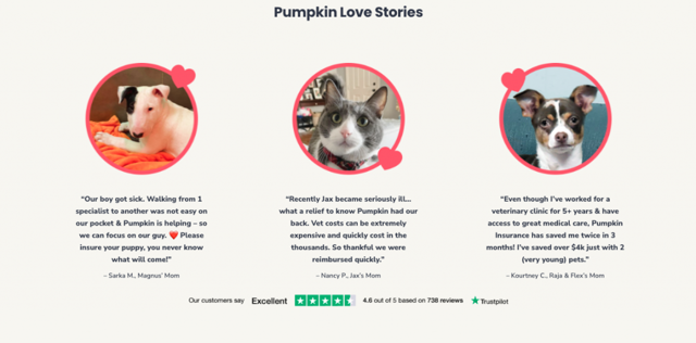pumpkin love website